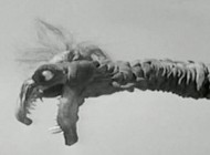 claw