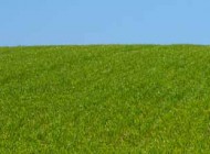 grass