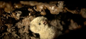 22_Tunnel-Prairie_Dog-SCREENSHOT